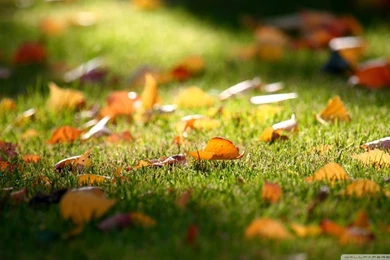 Download Fall Is All Around Wallpapers 1920x1080