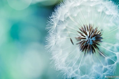 Free Wallpapers   Free Nature Wallpapers   Apple Scenery 2 Wallpapers ...