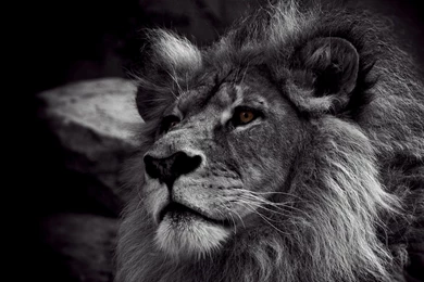 2560x1440 Black White Lion Wallpapers