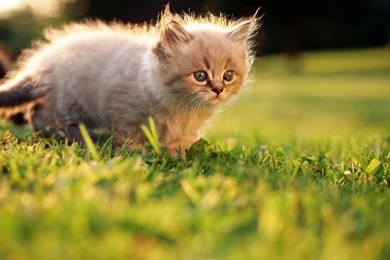 Index Of Gallery Var Albums Cute Kittens HD Wallpapers 1920x1080 ...