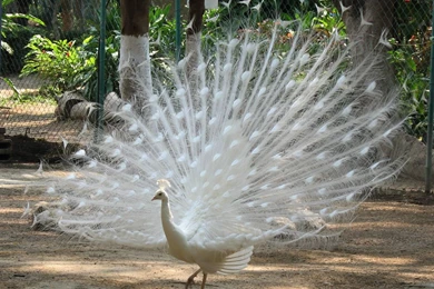 Free Wallpapers Downloads STAY020