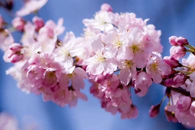 Hd Cherry Blossom Flower Wallpapers Download Free