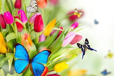 Butterfly Wallpapers