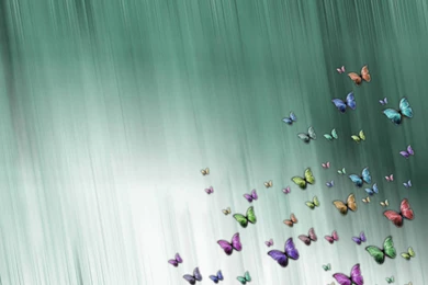 Beautiful Butterflies   Butterflies Wallpapers (9481944)   Fanpop