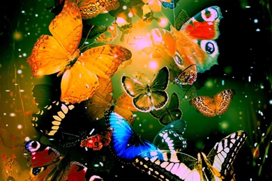 Butterflies Wallpapers HD Download