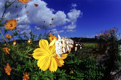 Beautiful Butterflies   Butterflies Wallpapers (9480879)   Fanpop