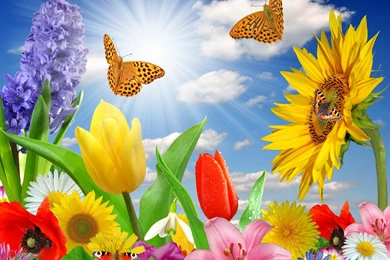 Butterfly And Flowers Wallpapers