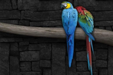 Desktop Wallpapers · Gallery · HD Notebook · Blue Macaw Parrots ...