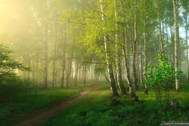 Spring Nature Wallpapers Crazy Frankenstein