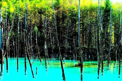 Landscape Nature Tree Forest Woods Swamp River Lake Jungle Florida ...