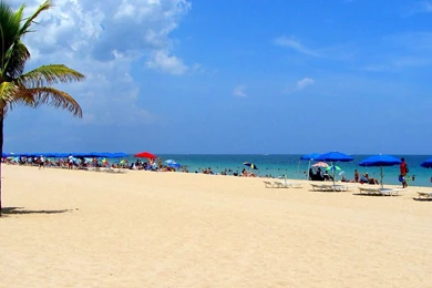 Calm Beach Wallpapers A Coconut Palm In Ft. Lauderdale Florida