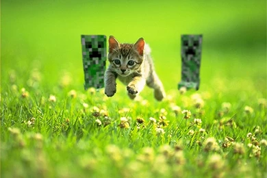 Cats Minecraft Wallpapers