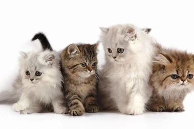 Fluffy Kitten Wallpapers Full HD