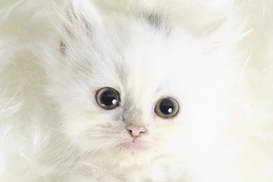 Cute Kitten HD Wallpapers