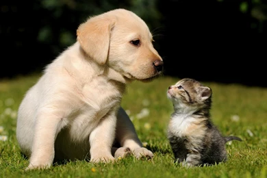 Download Spectacular Cute Puppy Kitten HD Wallpapers Phone ...