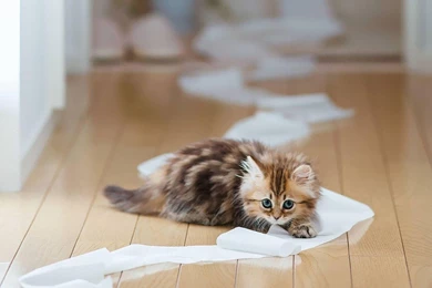 HD Kitten Wallpapers