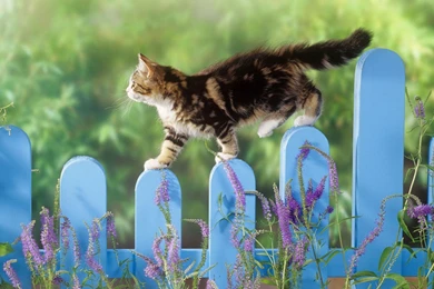 Cats, Kitten, 1920x1200 HD Wallpapers And FREE Stock Photo