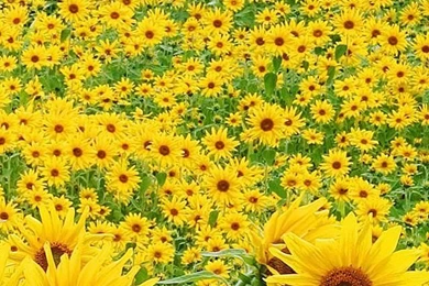 iPhone 5s Wallpapers