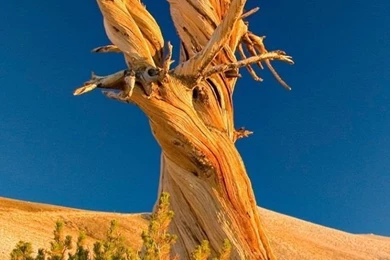 Latest iPhone 5 6 Mobile Wallpapers HD