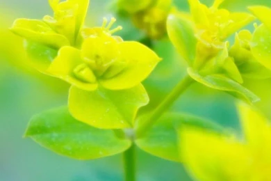 Beautiful Nature Wallpapers Best 20737 iPhone 4   Kampkuz.com