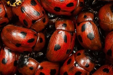 iPhone 5s Wallpapers