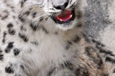 Download Wallpapers 750x1334 Baby, Ounce, Mouth, Rocks, Snow ...