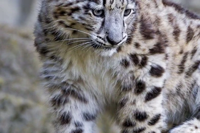 Download Wallpapers 1080x1920 Snow Leopard, Big Cat, Carnivore ...