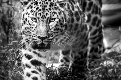 Snow Leopard Wallpapers   Free iPhone Wallpapers