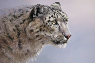 Snow Leopard Computer Wallpapers, Desktop Backgrounds