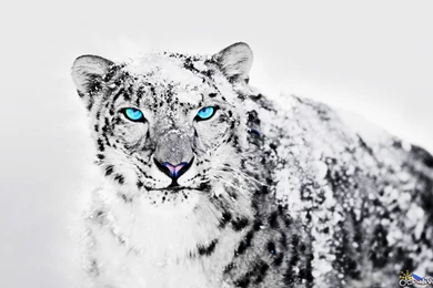 Animals Snow Leopards Wallpapers