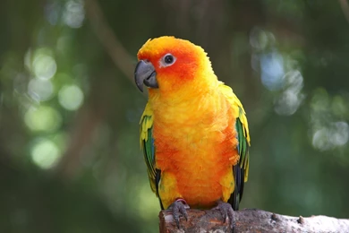 Yellow Parrot Wallpaper 8.jpg