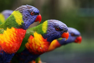 High Definition Parrot Wallpapers For Free Download