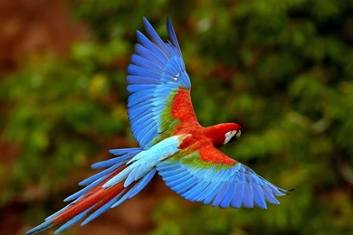 High Definition Parrot Wallpapers For Free Download