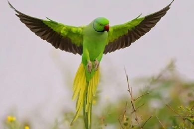 Parrot Wallpapers