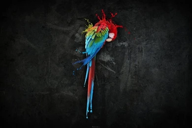 40+ Beautiful Parrot HD Wallpapers That You Will Surely Love ...