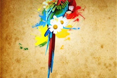 Parrot Wallpapers   Pets Cute And Docile