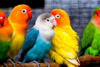 112 Parrot HD Wallpapers