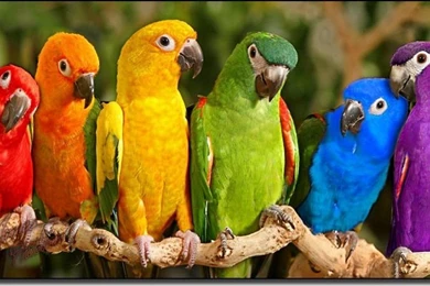 20 Colorful Parrot Wallpapers HD   Tapandaola111