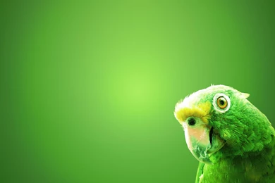 High Definition Parrot Wallpapers For Free Download