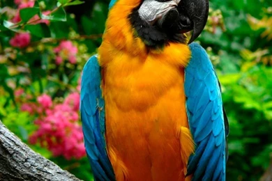 Parrots HD Desktop Wallpapers : High Definition : Fullscreen : Mobile