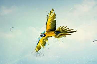 Beautiful Parrot Bird Wallpapers HD Free Download