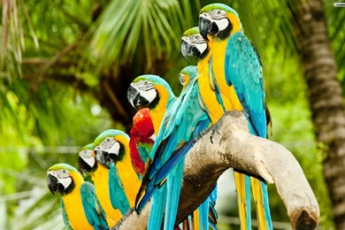Colourful parrots wallpaper.jpg