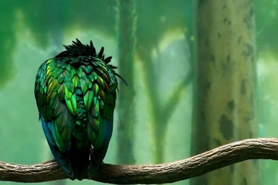 Parrots Wallpapers Colorful Parrot Bird Photos