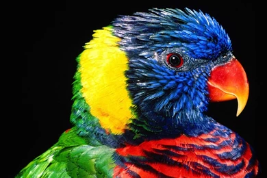 Parrot Wallpapers