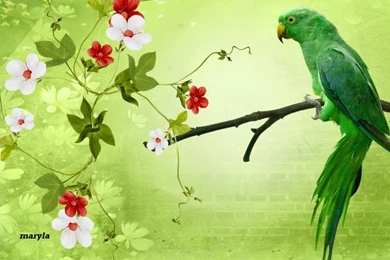 Parrot Wallpapers