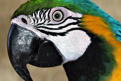 Parrot Wallpapers   Animals Town