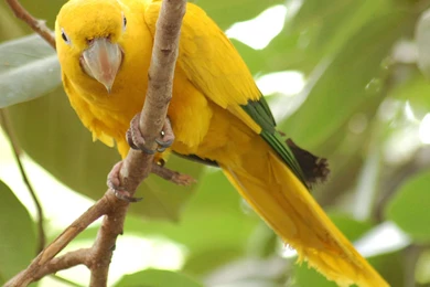 112 Parrot HD Wallpapers