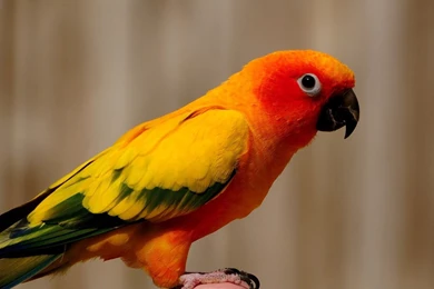 Parrot Wallpapers