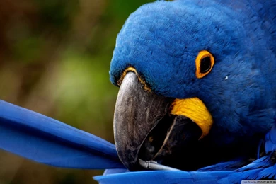Top Blue Parrot Wallpaper Images For Pinterest