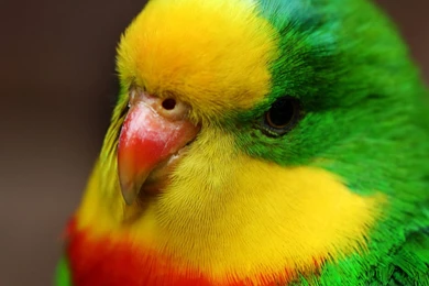 Parrot Wallpapers   Animal Wallpapers